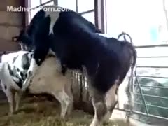 A large, lewd bull is attempting to engage in sexual activity with its female.